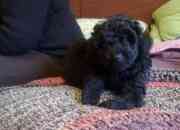 Se vende lindo cachorro poodle negro segunda mano  Chile