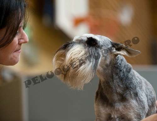 Peluqueria Canina A Domicilio En Región Metropolitana Otros Servicios 346907 