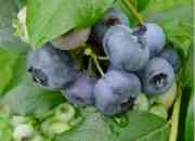 Vendo arandanos (blueberry),organicos y de export…, usado segunda mano  Chile
