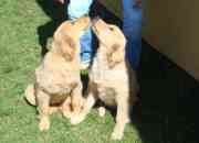 Cachorros golden retriever concepcion segunda mano  Chile