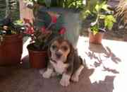 Vendo hermosos cachorros beagles en oferta!!!! segunda mano  Chile