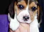 Vendo hermosos cachorros beagles tricolor segunda mano  Chile