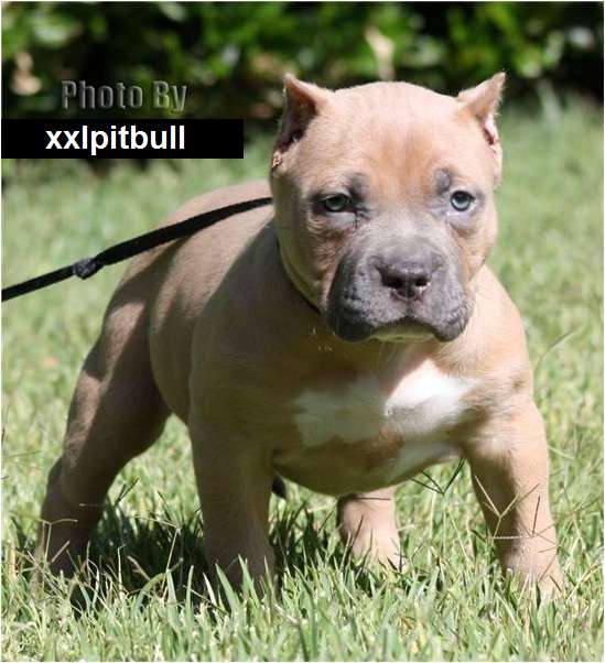 Pitbull Cachorros Blue Fawn Y Gris Con Papeles En Santiago Animales Mascotas