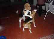 Venta de hermosos cachorros beagles segunda mano  Chile