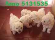 Vendo cachorros poodle toy y micro toy 5131535, usado segunda mano  Chile