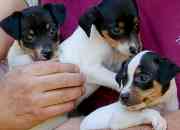 Vendo cachorros de fox terrier chineno inscritos…, usado segunda mano  Chile