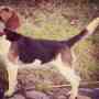 beagle tricolor, hembra, de dos años