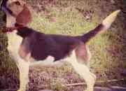 Beagle tricolor, hembra, de dos anos, usado segunda mano  Chile