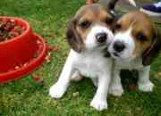Hermosos cachorros beagles tricolor segunda mano  Chile
