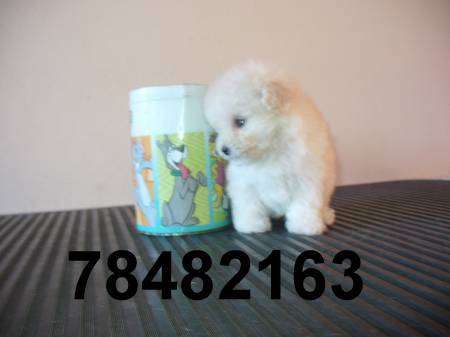 Poodle Micro Toy Y Poodle Toy Garantizados En Santiago Animales Mascotas