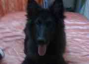 Cachorro pastor belga negro de siete meses , segunda mano  Chile