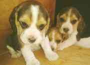 cachorros beagles segunda mano  Chile