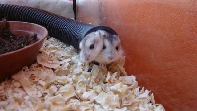 Publicación Charlotte Bronte Actor Venta de hamster chinos en la serena en La Serena - Animales / Mascotas |  449309