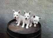 Vendo west highland white terrier cachorros list… segunda mano  Chile
