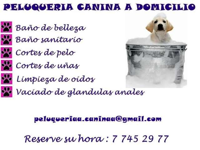 Peluquería canina a domicilio en santiago // consultar disponibilidad para su comuna