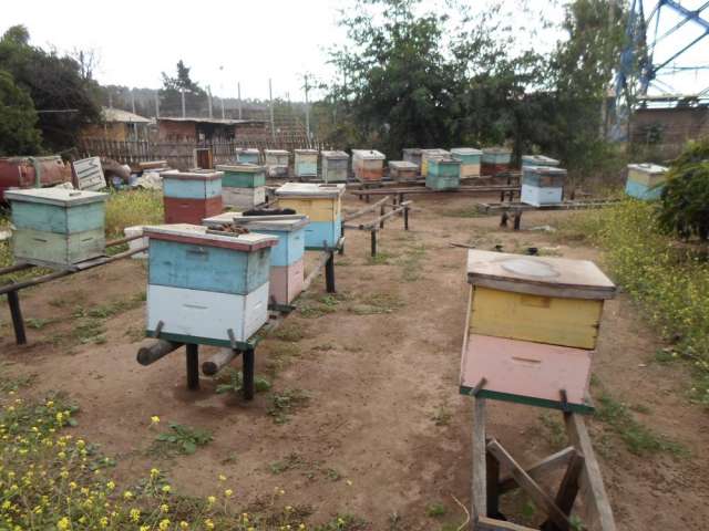 Vendo miel de abeja 100% natural rica y sana