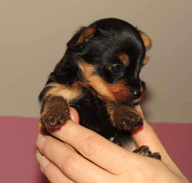 Yorkshire Micro Toy Hembra Y Macho Enanos En Santiago Animales Mascotas