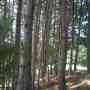 Vendo 2 hectáreas de Bosque de Pino de 21 Años Apto para Aserradero.
