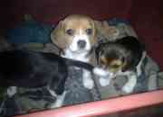 Vendo cachorros juguetones de raza beagle, usado segunda mano  Chile