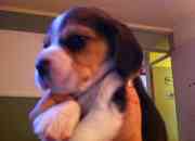 Vendo hermoso cachorritos beagles reina elizabeth, usado segunda mano  Chile