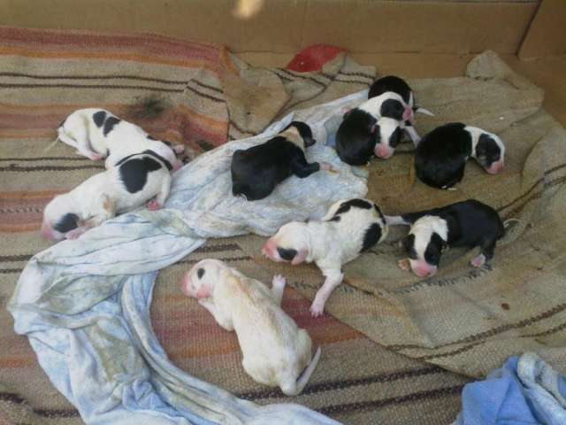 Cachorros pastor ingles nacidos el 5 de febrero en Puerto Montt - Animales  / Mascotas