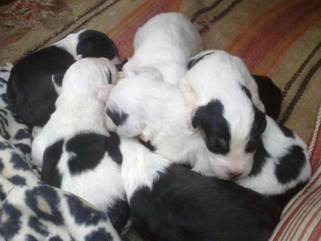 Cachorros pastor ingles nacidos el 5 de febrero en Puerto Montt - Animales  / Mascotas