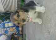 Hermosa cachorrita beagle, usado segunda mano  Chile