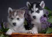 Husky siberiano hermosos cachorros para adopcion, usado segunda mano  Chile