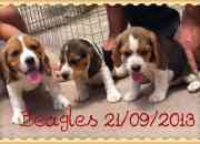Beagles cachorros inscritos segunda mano  Chile