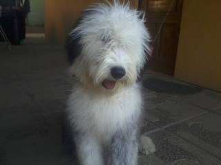 Cachorros pastor ingles nacidos el 5 de febrero en Puerto Montt - Animales  / Mascotas