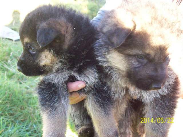 Cachorros pastor ingles nacidos el 5 de febrero en Puerto Montt - Animales  / Mascotas