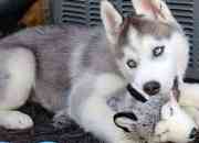 Adorable cachorro de husky siberiano segunda mano  Chile