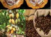 Grano de cacao seco y mantequilla  grano de cafe … segunda mano  Chile