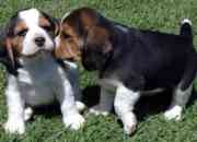 Tricolor beagle cachorros con pedigree loe segunda mano  Chile