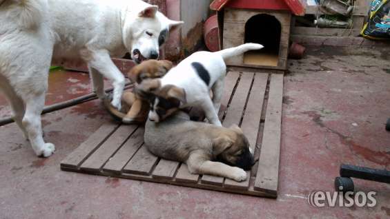 Akita Americano Vs Pastor Aleman Hermosas Cachorritas Mezcla Akita Americana Con Pastor Alemán En Maipú