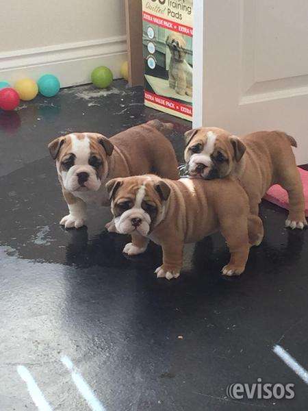 Cachorros pastor ingles nacidos el 5 de febrero en Puerto Montt - Animales  / Mascotas