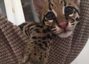 F2 gatitos de sabana ocelot y serval, usado segunda mano  Chile