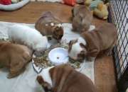 5 cachorros de bulldog ingles para regalo segunda mano  Chile