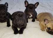¡impresionantes cachorros de bulldog frances! segunda mano  Chile