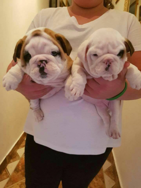 Cachorros De Bulldog Ingles Grueso Para La Adopcion En Concepcion Animales Mascotas