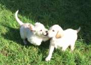 Cachorros de golden retriever saludables para ado… segunda mano  Chile