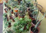 Vendo plantas ornamentales segunda mano  Chile