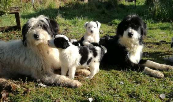 Cachorros pastor ingles nacidos el 5 de febrero en Puerto Montt - Animales  / Mascotas