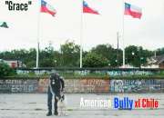 American bully chile segunda mano  Chile